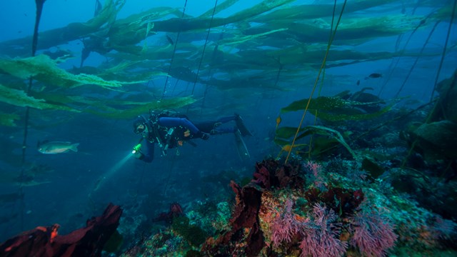 Diver in kelp forest. ©Brett Seymour, National Park Service