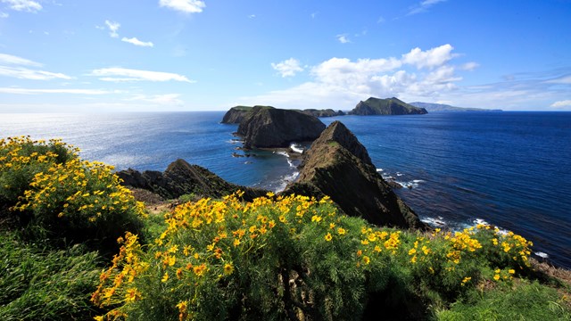 Yellow flowers on bluff overlooking islets. ©Tim Hauf, timhaufphotography.com