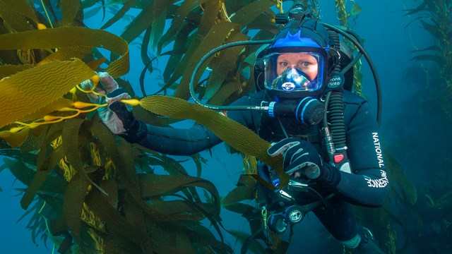 Park ranger SCUBA diving in kelp forest. 