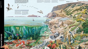 Park brochure drawing of islands and kelp forest.