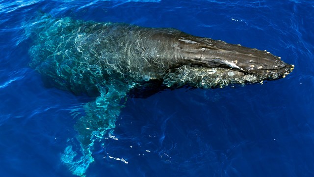 Humpack whale near surface of blue water. ©Tim Hauf, timhaufphotography.com