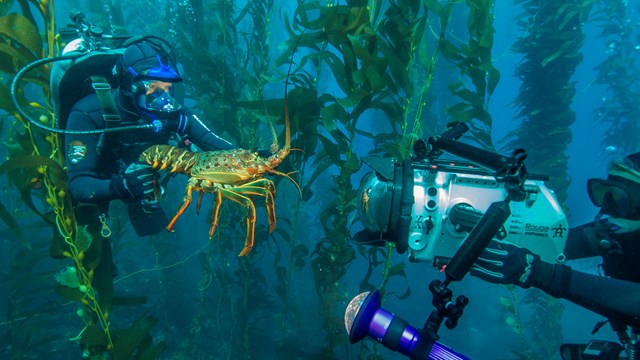 Divers in kelp forest. ©Brett Seymour, National Park Service