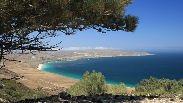 Torrey pine tree overlooking brown bluff and blue ocean. ©Tim Hauf, timhaufphotography.com