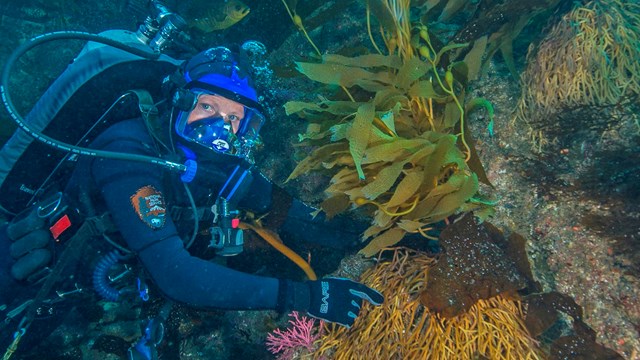 Diver pointing to kelp forest holdfast. ©Brett Seymour, National Park Service