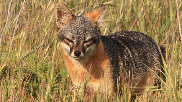 fox in grass