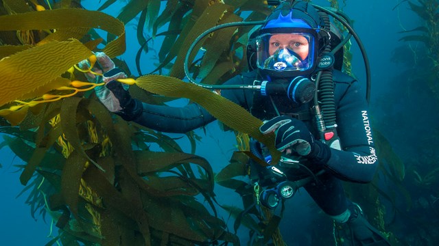 Diver in kelp forest wearing mask to speak to public.