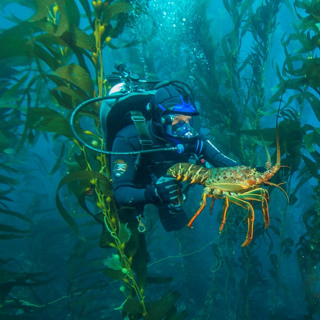 Diver with lobster in kelp forest. ©Brett Seymour, National Park Servic