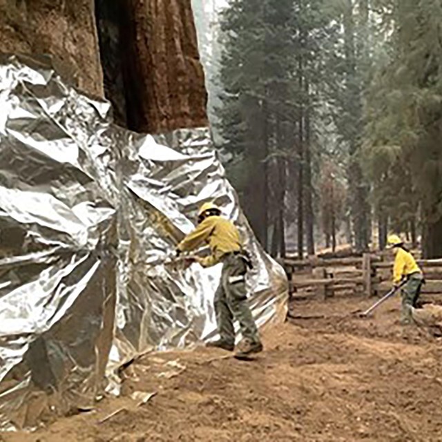 firefighters wrapping a tree in foil.