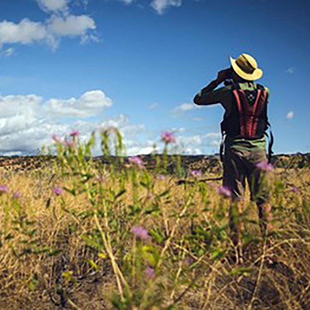 person in grassland looking through binoculars