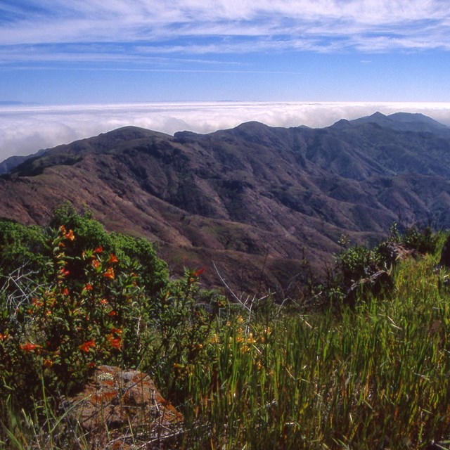 REd lowered plant in foreground with mountains rising in the back and white clouds.