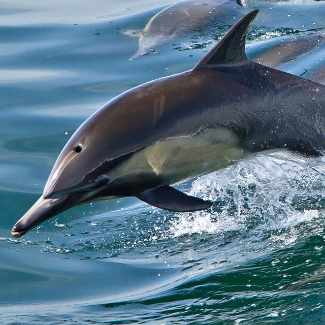Animals - Channel Islands National Park (. National Park Service)