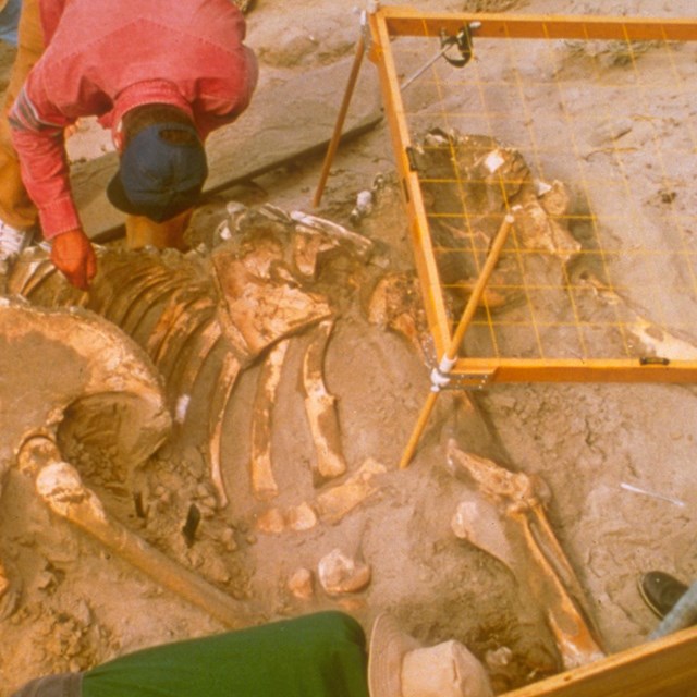 Scientists excavating a pygmy mammoth. 