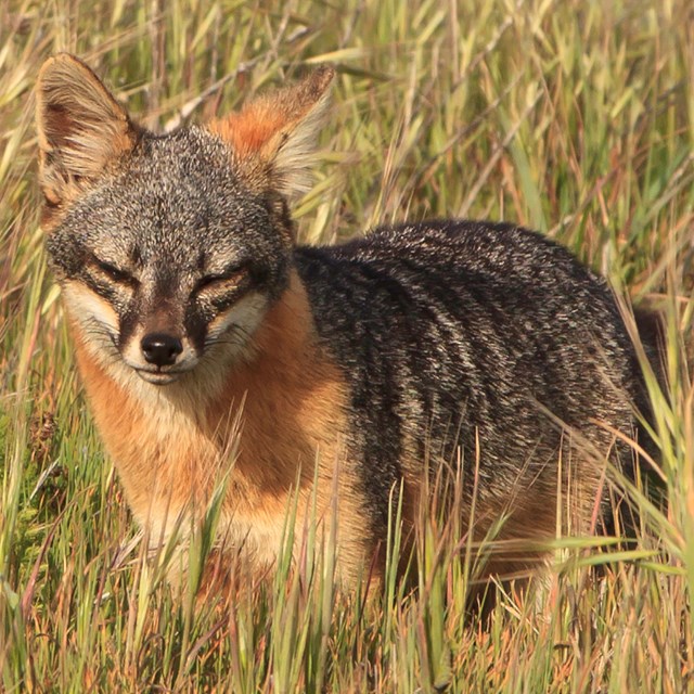 Terrestrial Animals - Channel Islands National Park (. National Park Service) Terrestrial Animals - Channel Islands National Park (. National Park Service)