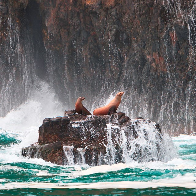 sea lions on a rock with waves