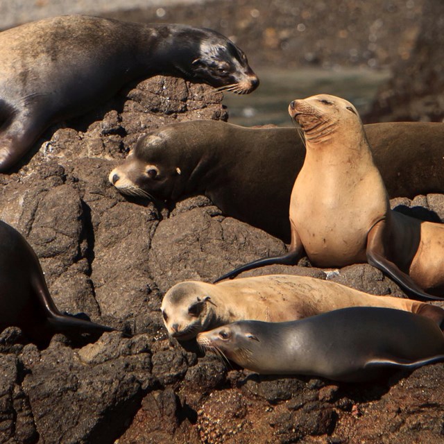 Marine Animals - Channel Islands National Park (. National Park Service)