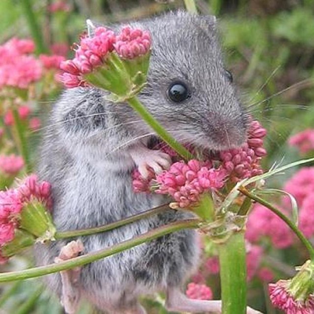 Grey mouse on pink flowers. ©Cathy Schwemm