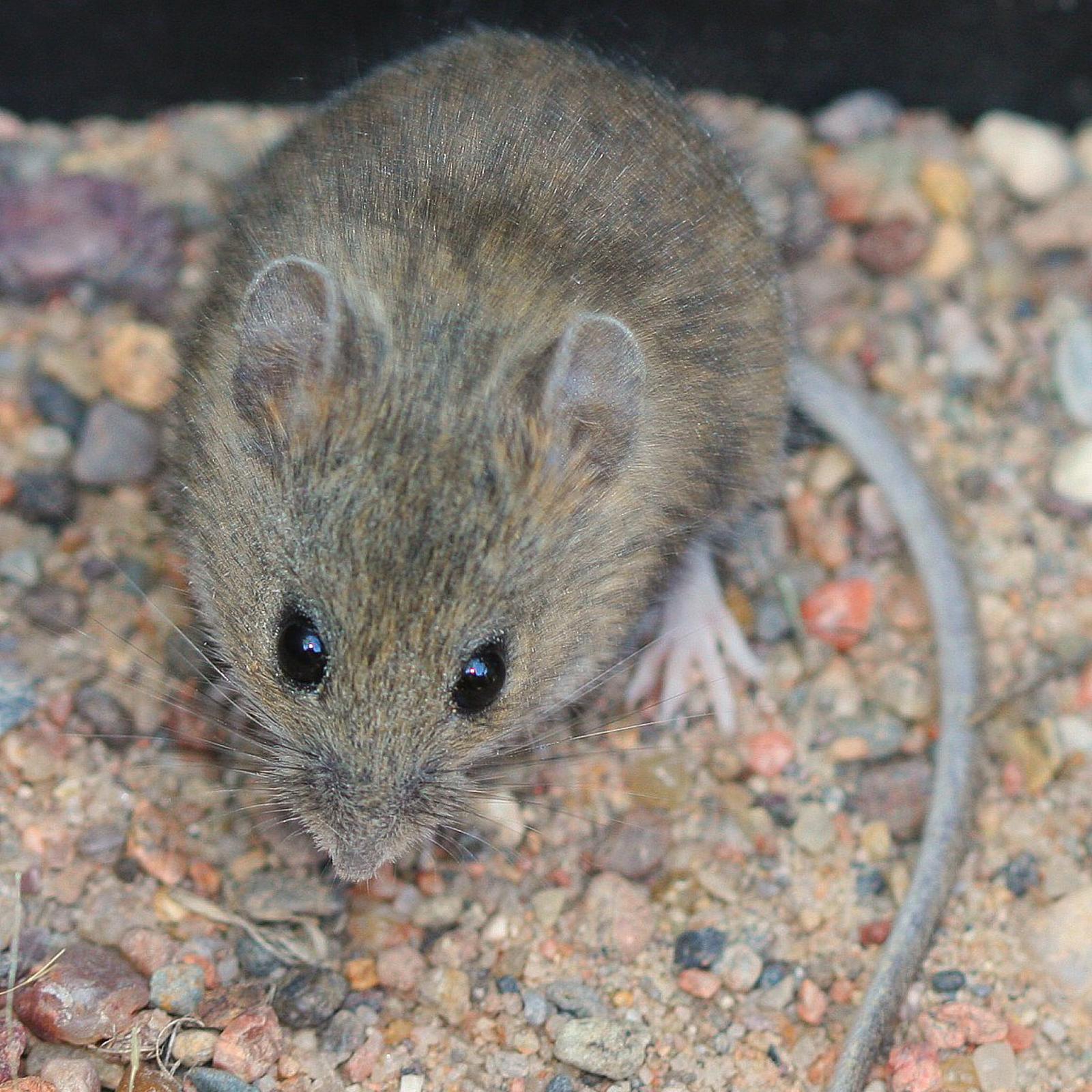 Brown mouse. © J.N. Stuart