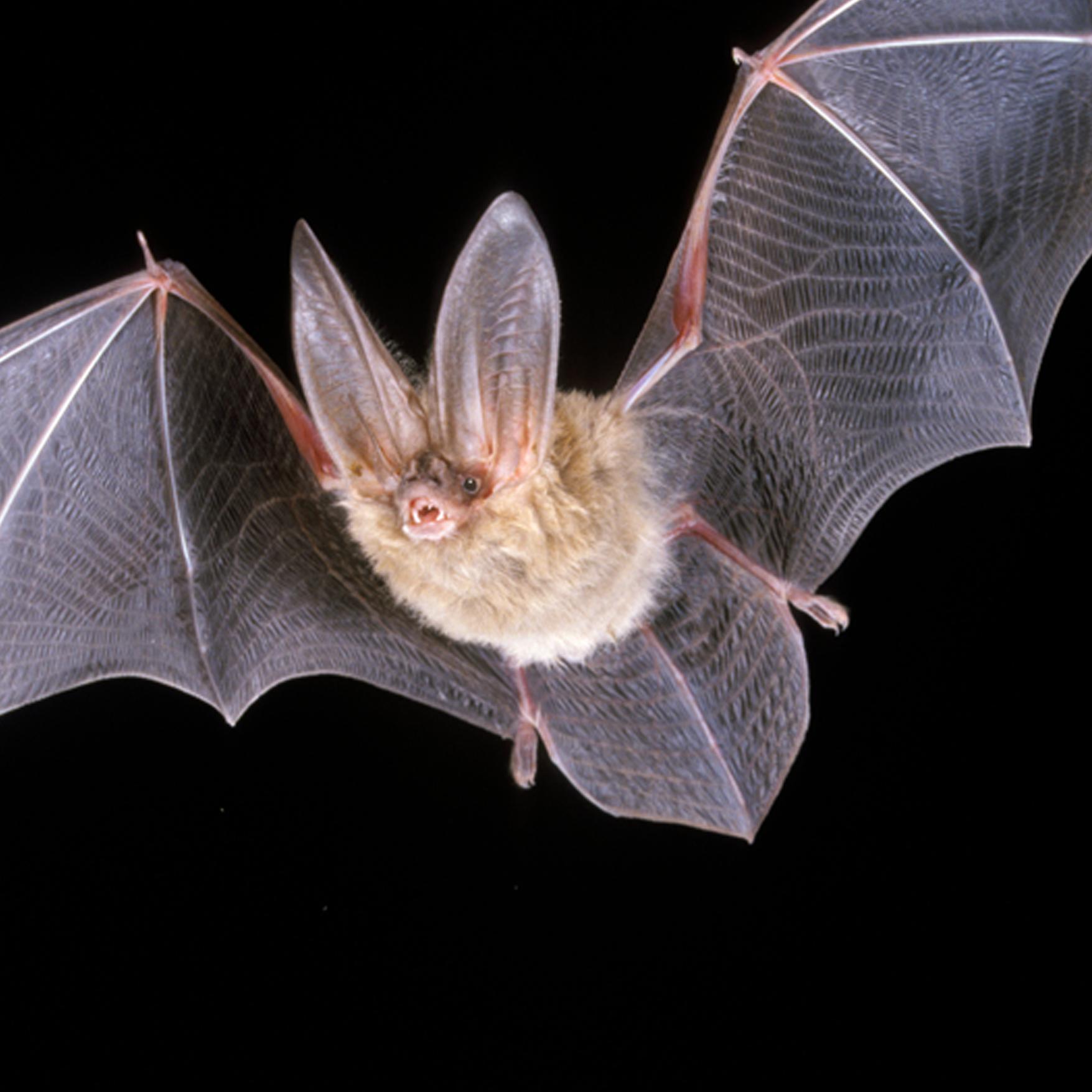 Bat flying against black sky. ©BLM