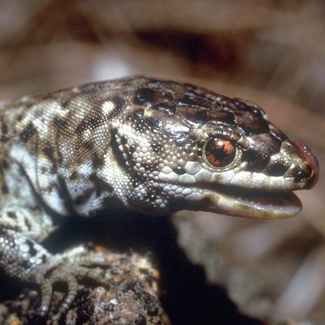 Brown and white spotted lizard with tongue out. © Charles Drost