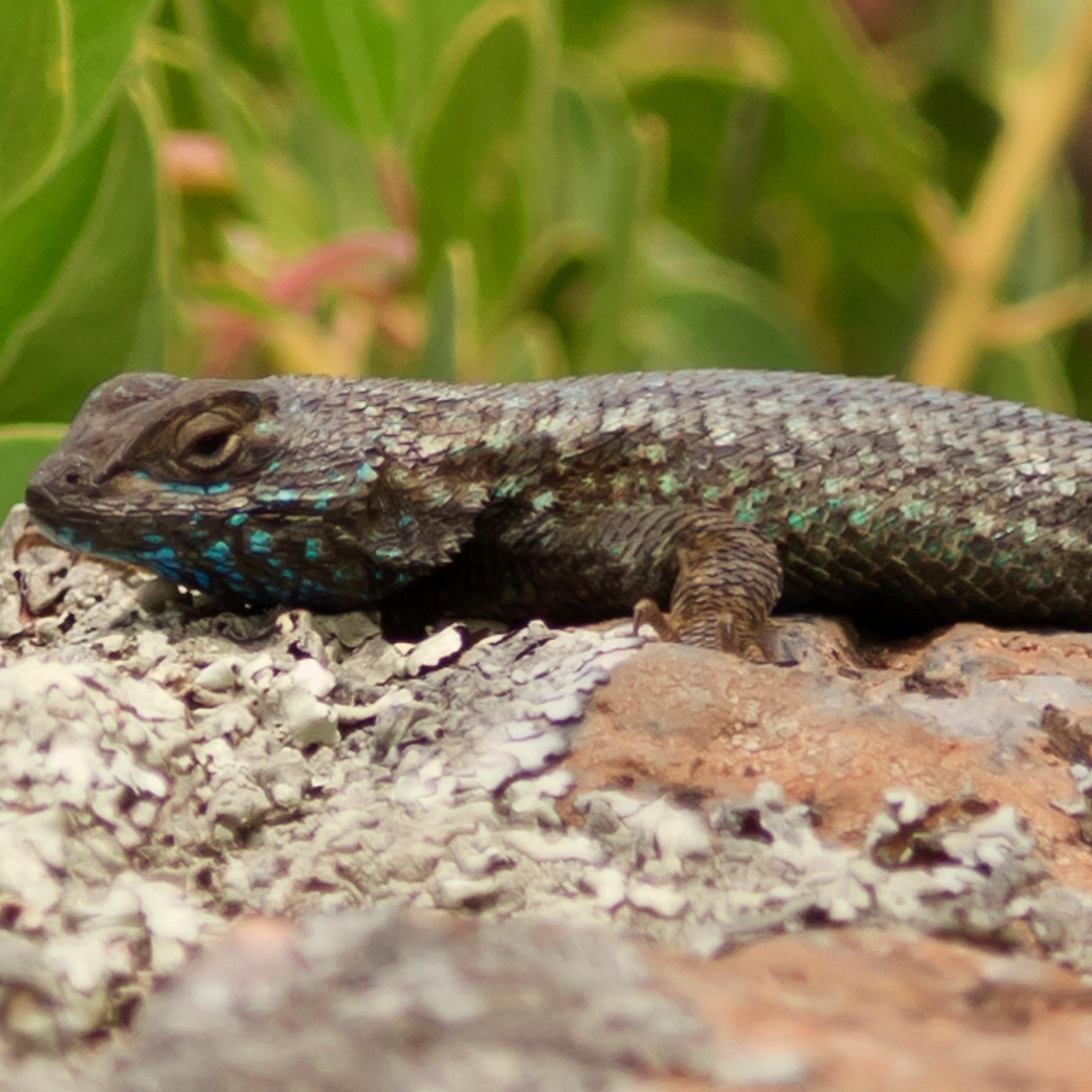 Lizard on rock. ©Tim Hauf, timhaufphotography.com