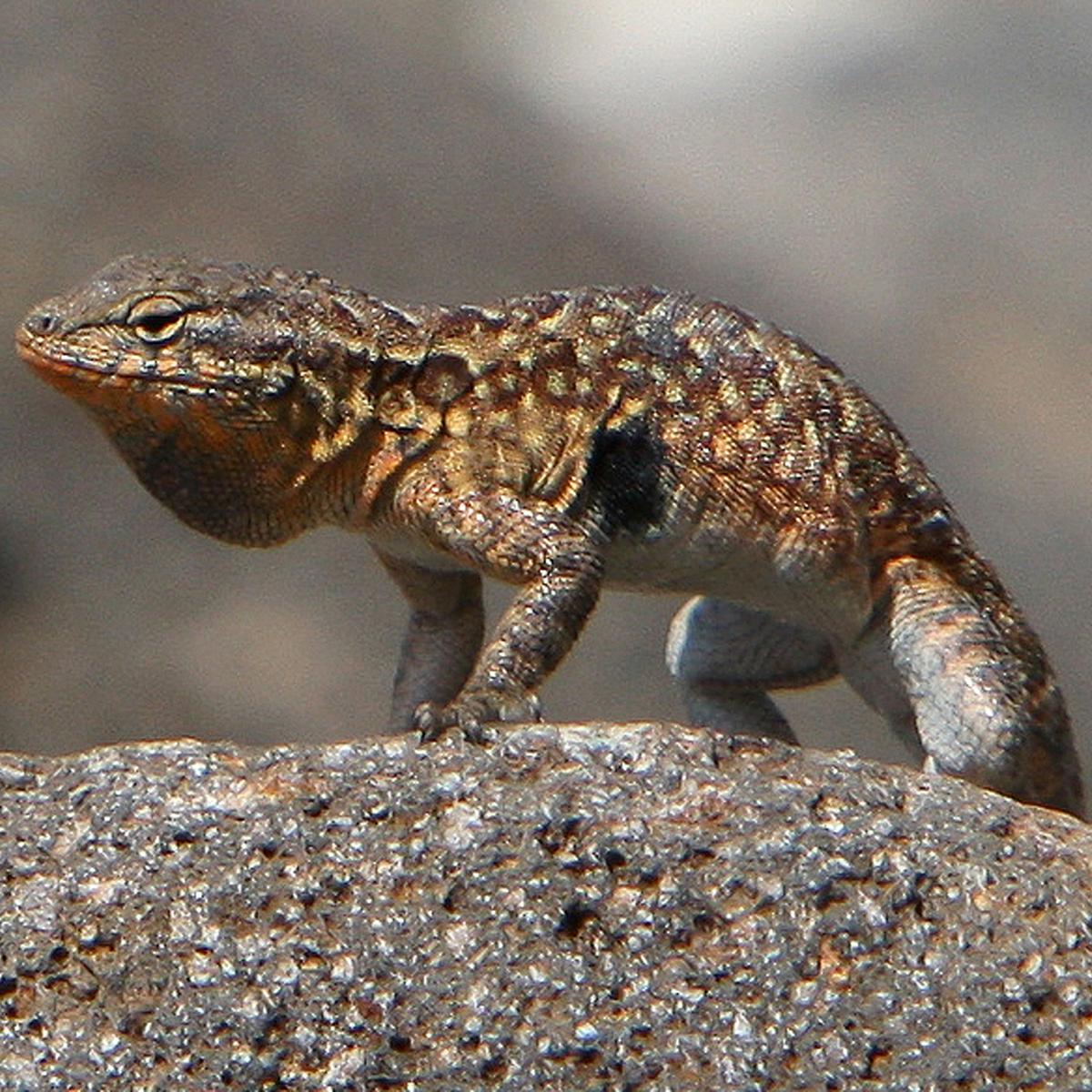 Yellow and brown lizard on rock. ©Tim Hauf, timhaufphotography.com