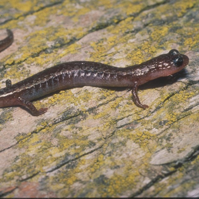 Brown salamander on wood. ©NPS