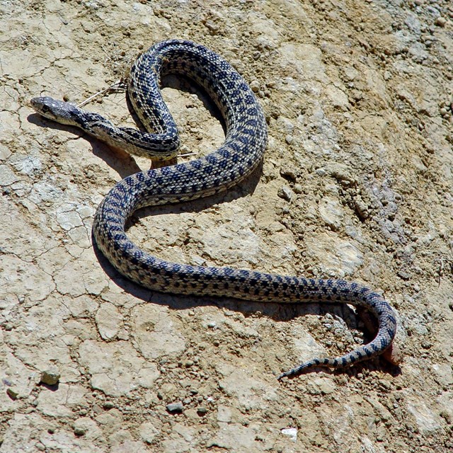 Grey and brown snake sunning on rock. ©Kathy de Wet-Oleson