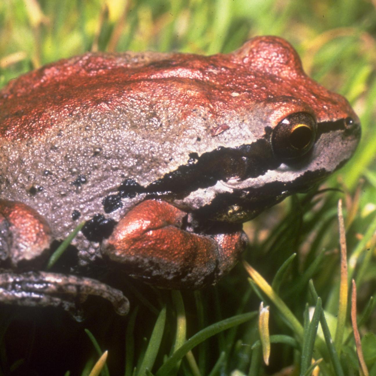 Brown and black frog on green grass. ©Charles Drost