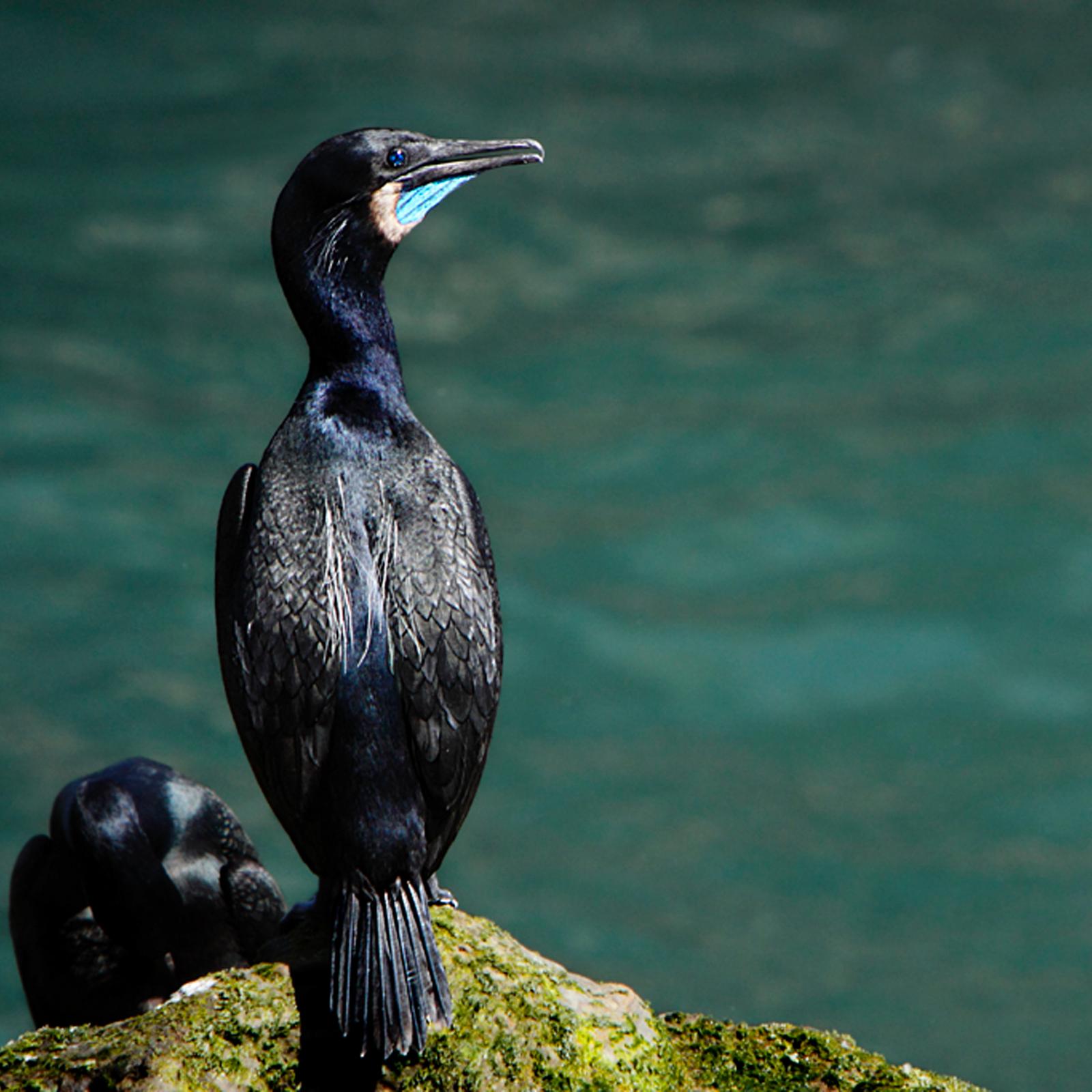 みな⭐️イッタラ バード bird pacific fowl Brandt's Cormorant - Channel Islands National Park (U.S. National