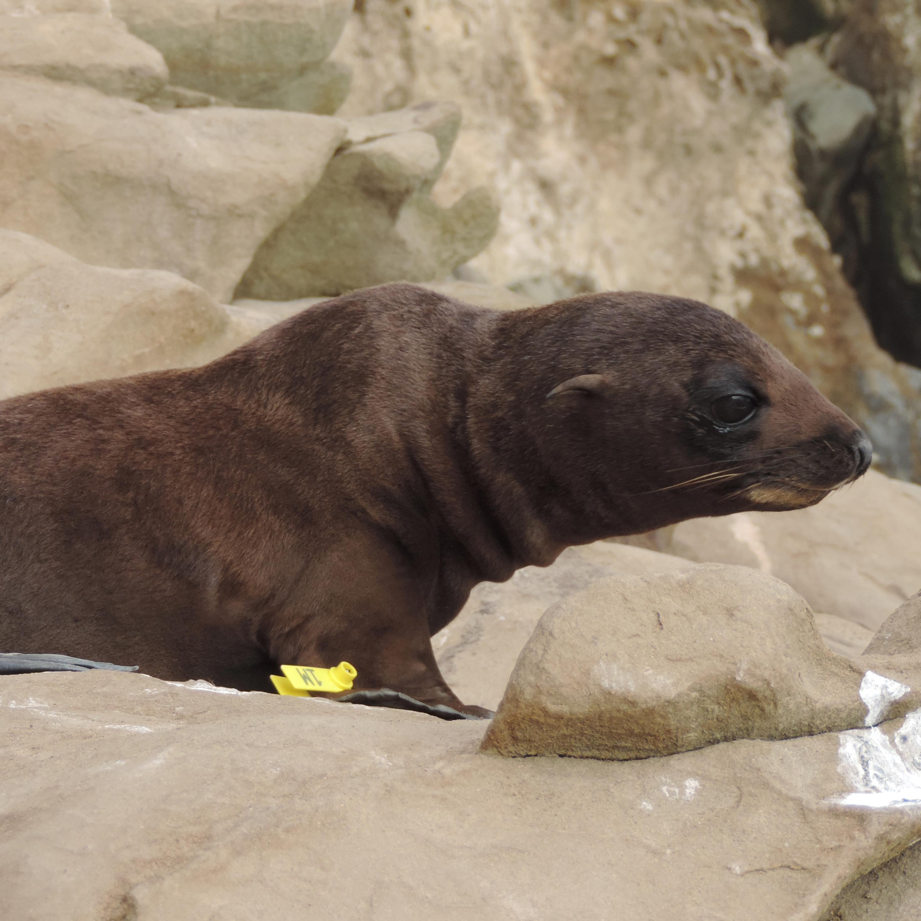 Brown seal on beach.