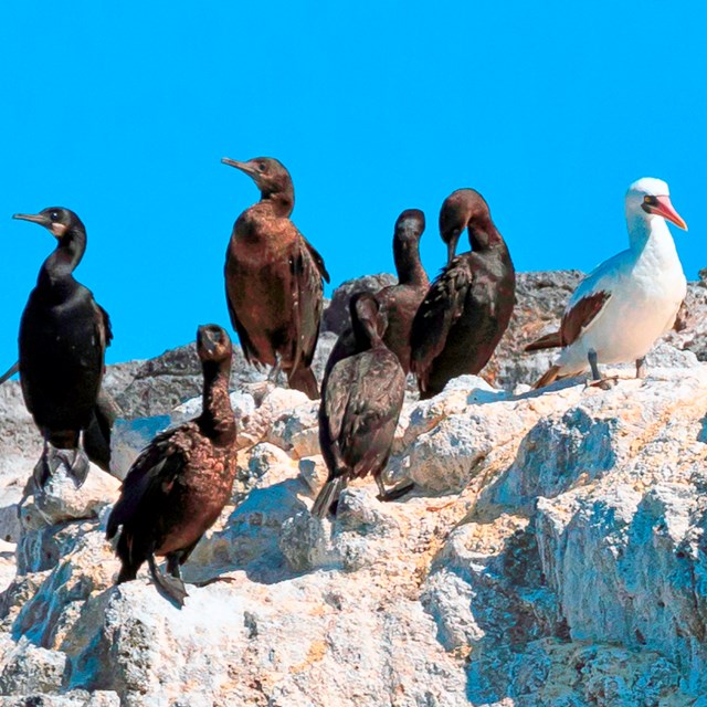 White and black seabirds on a rock. ©Tim Hauf, timhaufphotography.com