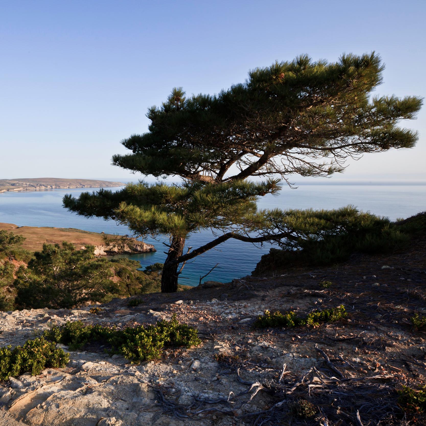 Lone tree on ocean bluff overlooking bay. 