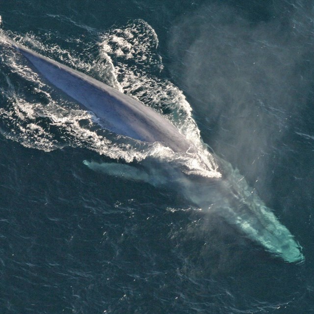 Aerial photo of blue whale at surface. NOAA