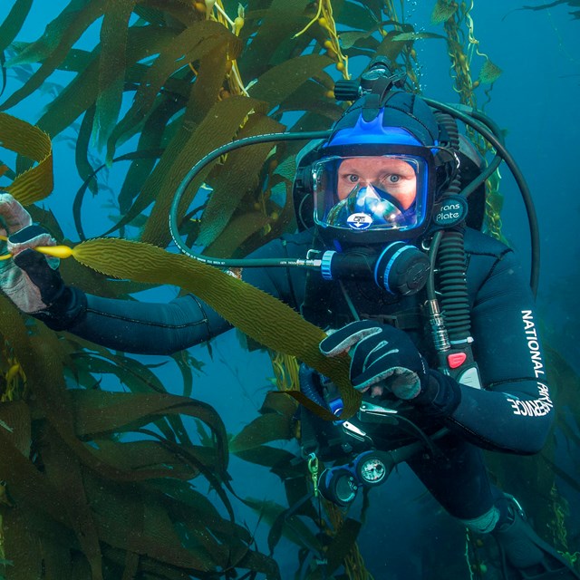 diver holding kelp underwater