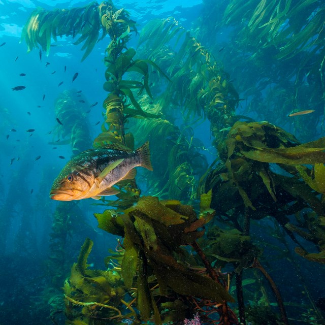 Fish in kelp forest. ©Brett Seymour, National Park Service