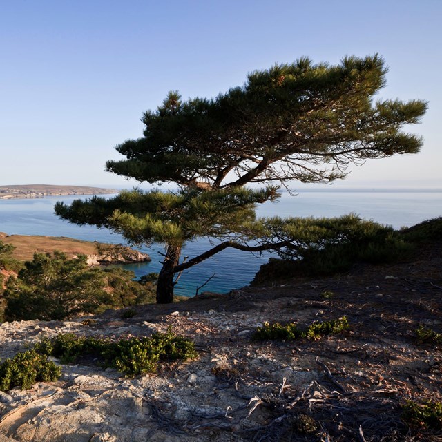 Torrey pine overlooking Bechers Bay. ©Tim Hauf, timhaufphotography.com