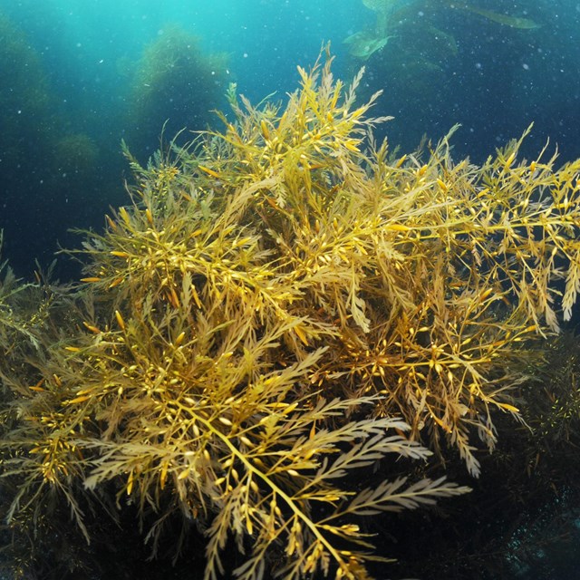 Sargassum horneri