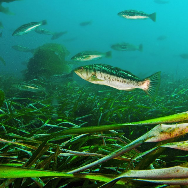 Eelgrass bed