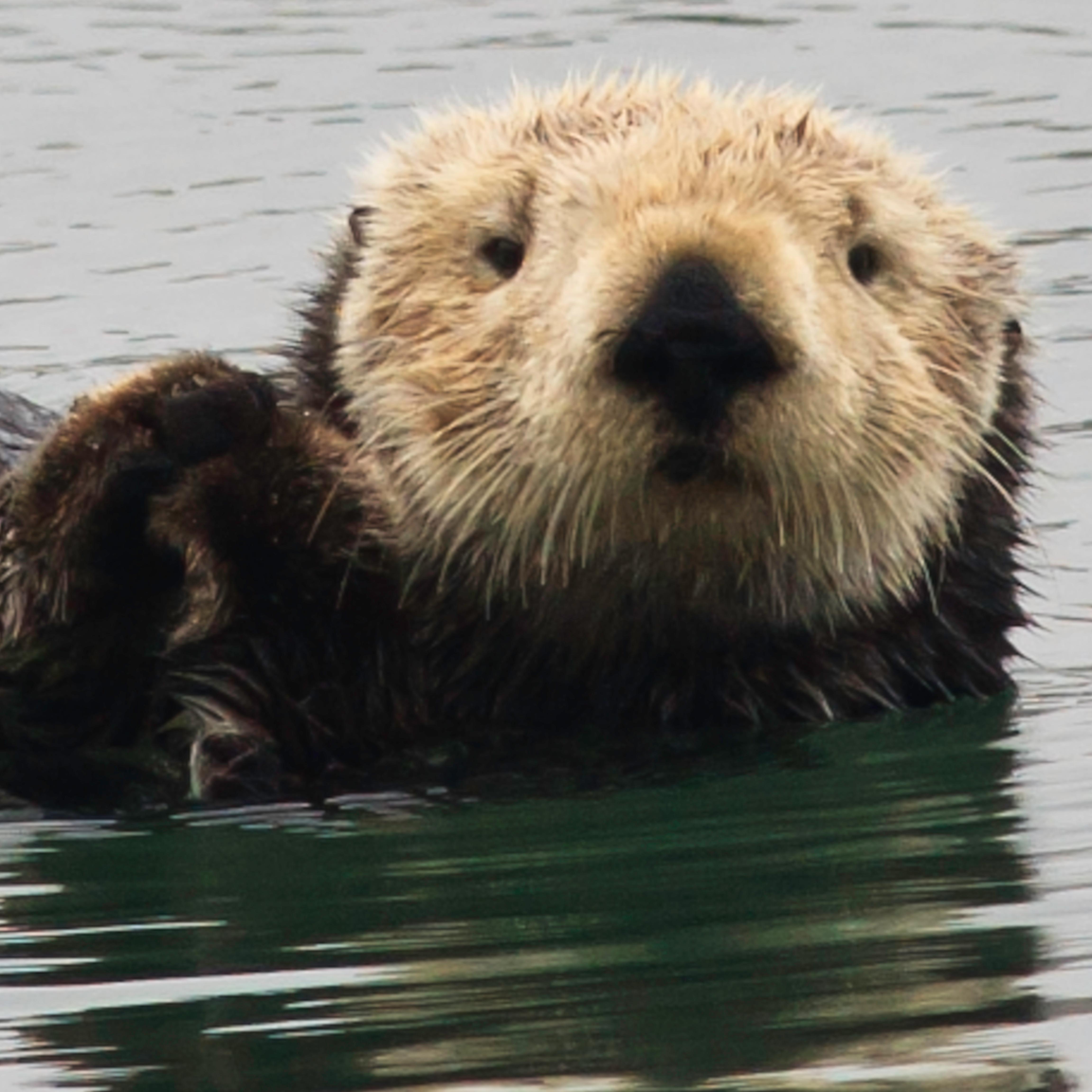 Furry sea mammal swimming on ocean surface. 