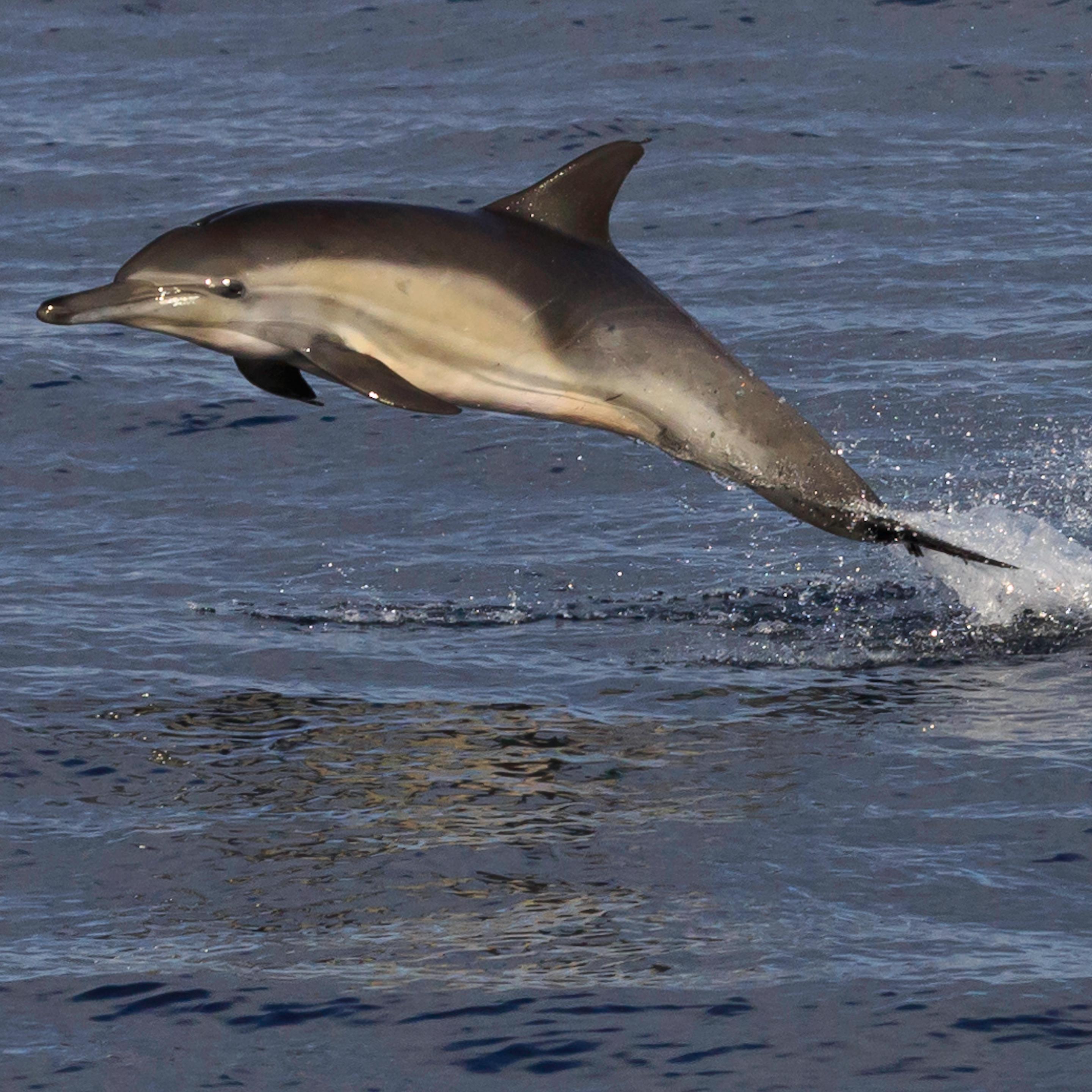 Grey dolphin with white sides jumping out of ocean. 