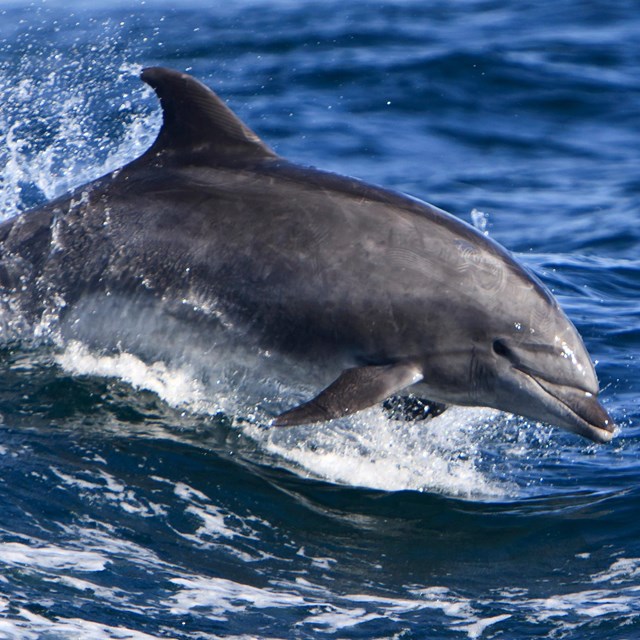 Grey dolphin jumping out of blue ocean.