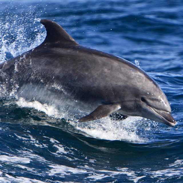 Marine Animals - Channel Islands National Park (. National Park Service) Marine Animals - Channel Islands National Park (. National Park Service)