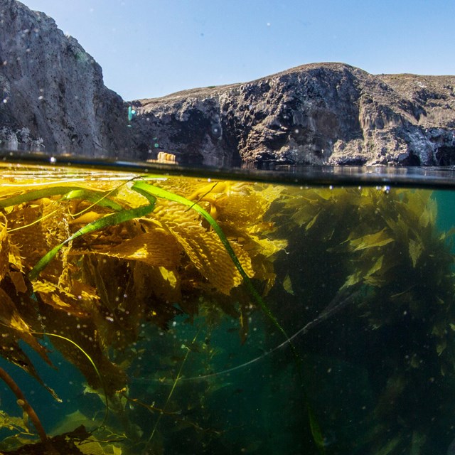 Split view of below and above the ocean