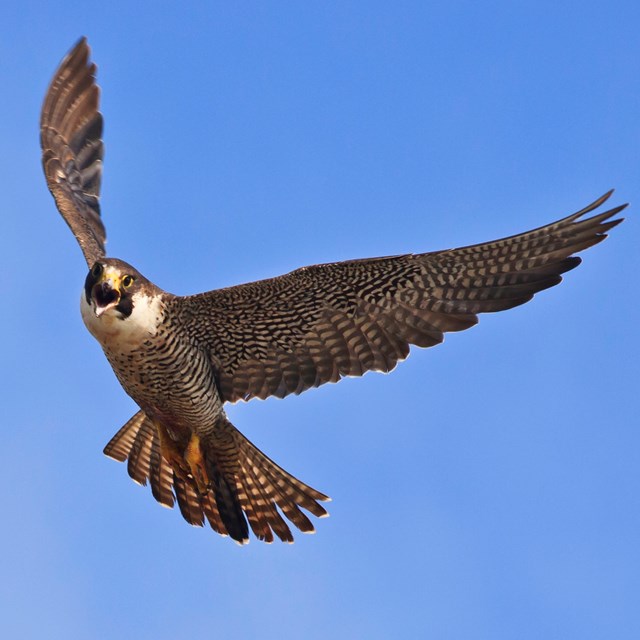 Bird in flight with wings in a v-shape. 