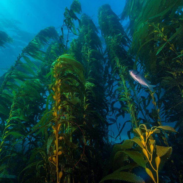 Blue water with amber colored kelp reaching to the surface. 