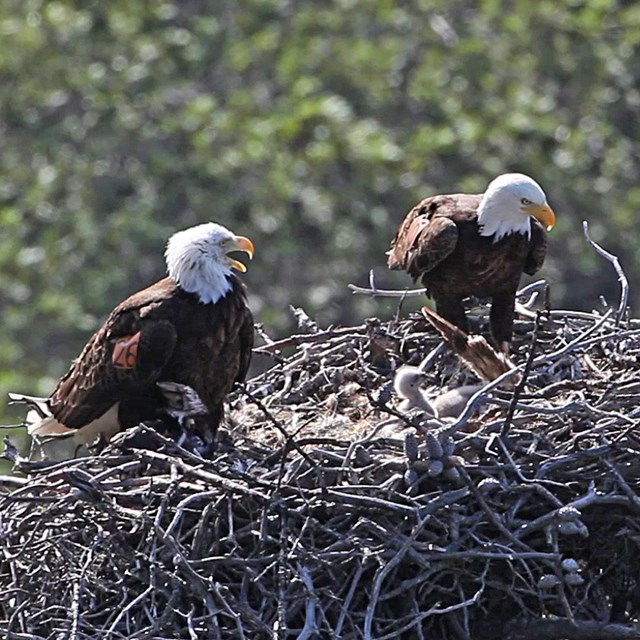 Adult eagles in nest with chick.