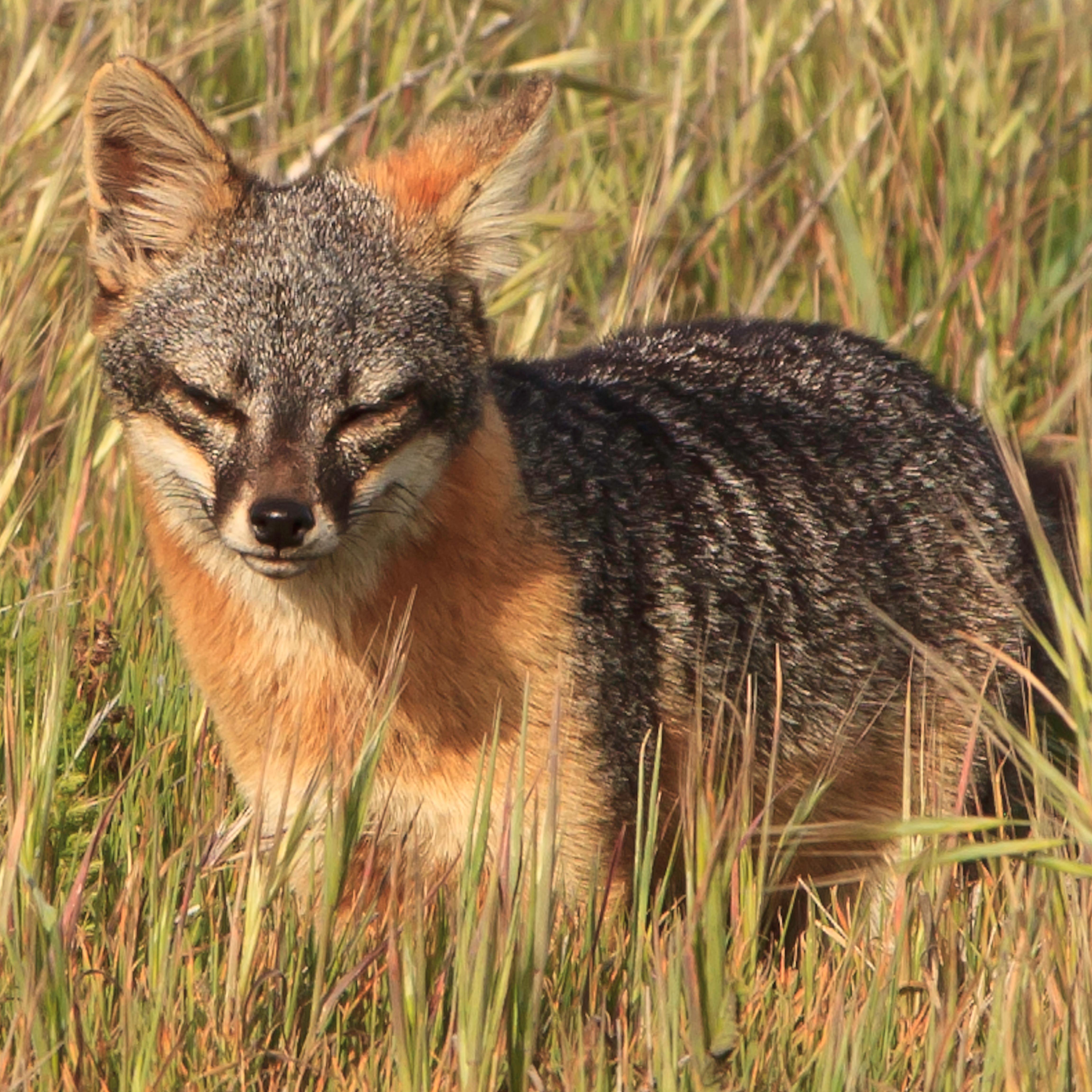 Island fox in grass. ©Tim Hauf, timhaufphotography.com