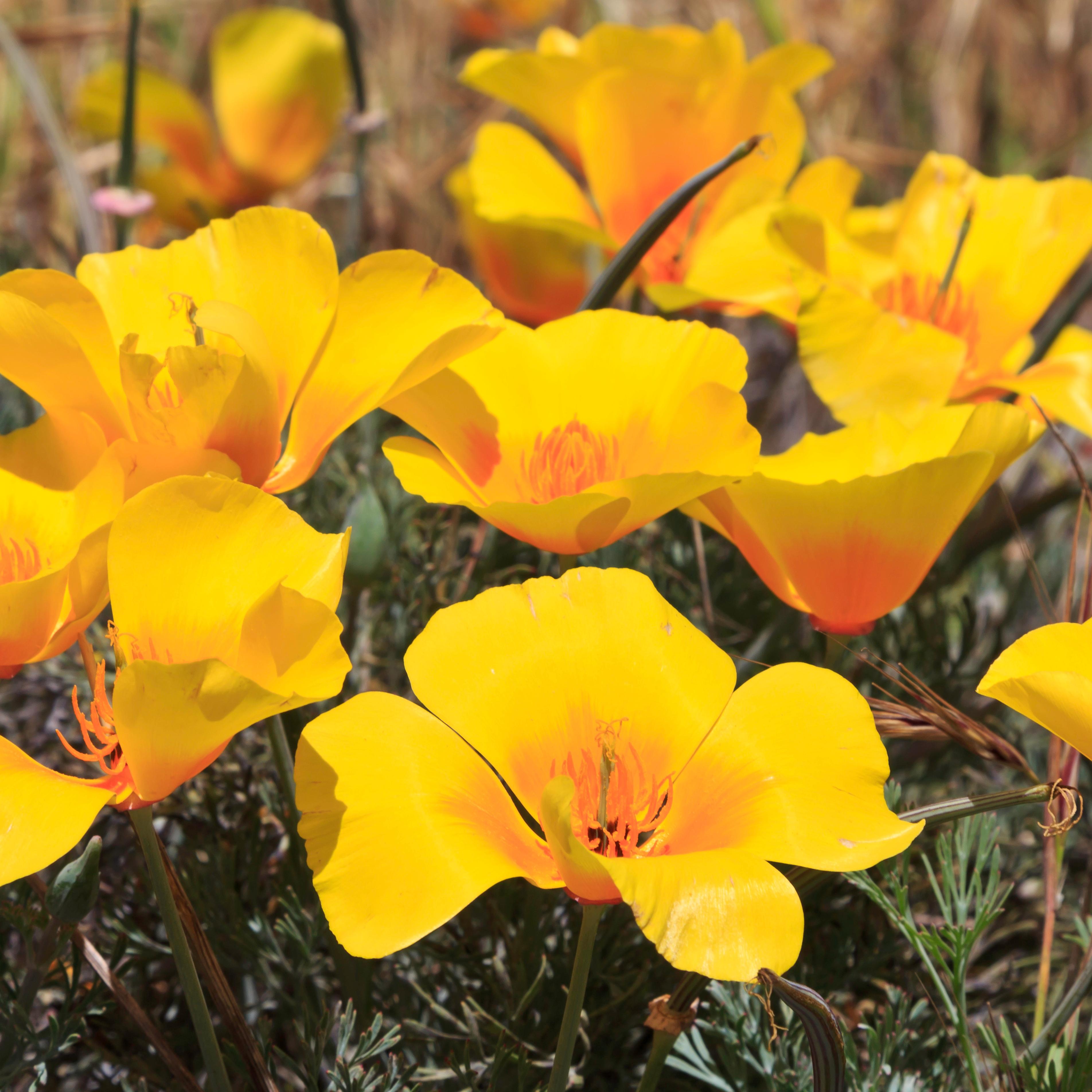 Group of orange wildflowers. ©Tim Hauf, timhaufphotography.com