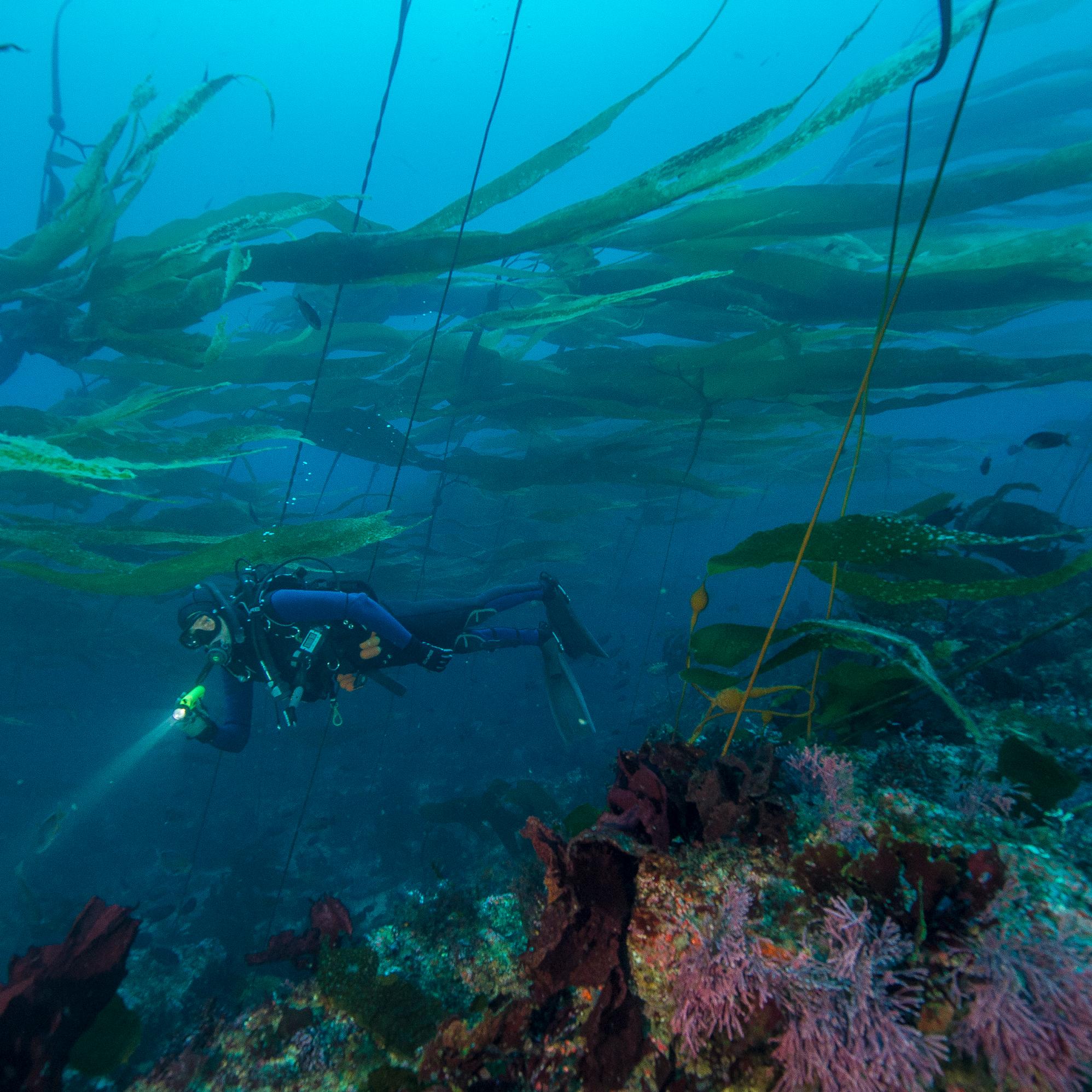 Diver in kelp forest. ©Brett Seymour, National Park Service