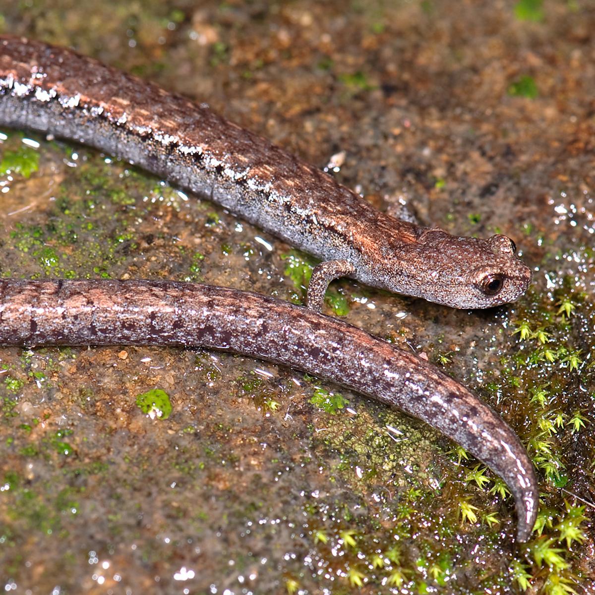 Skinny salamander with long tail on wet rock. 